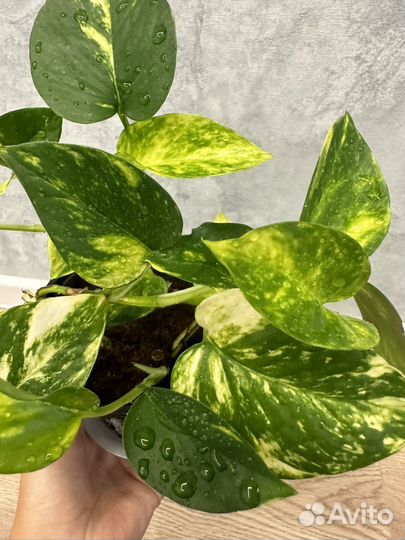 Сциндапсус эпипремнум