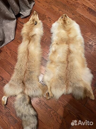 Шкуры лисы