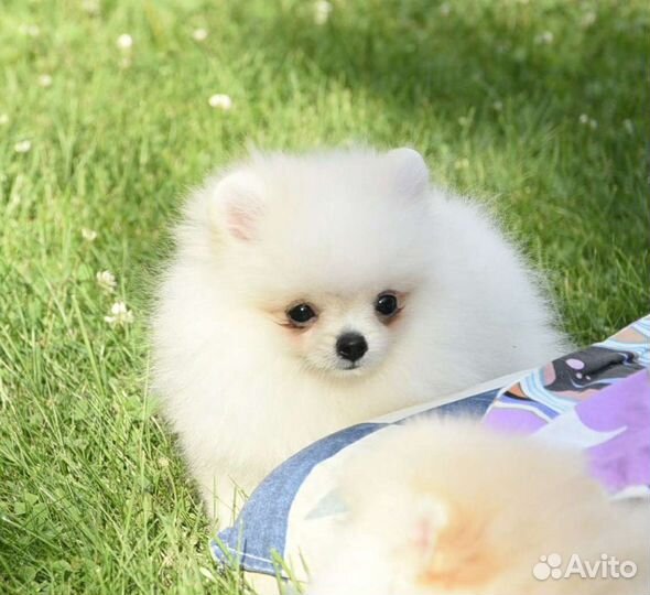 Померанский шпиц девочки