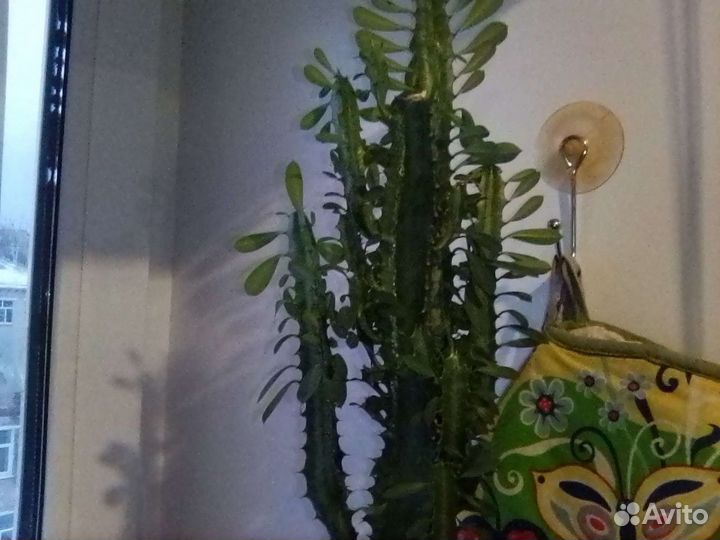 Кактусы отростки,молочай