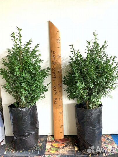 Самшит вечнозеленый