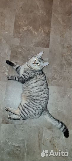 Кошка в дар