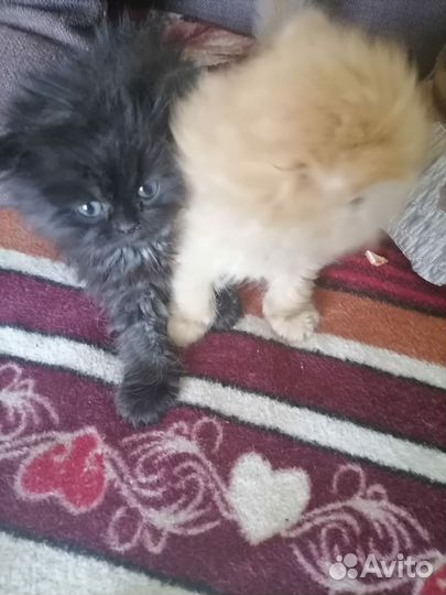 Сибирские котята
