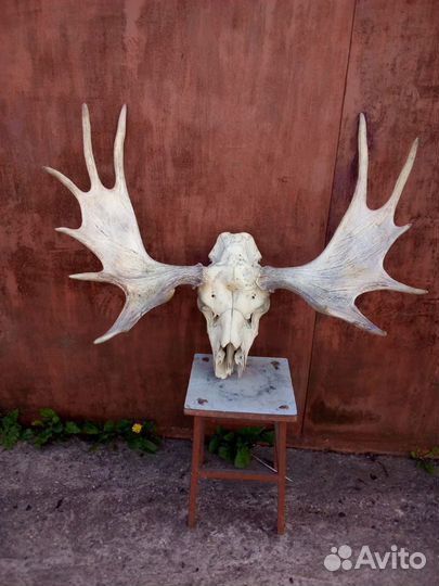 Лосиные рога с черепом