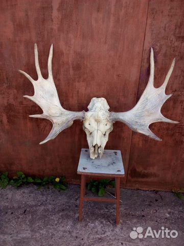 Лосиные рога с черепом