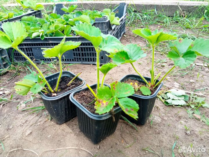 Рассада клубники