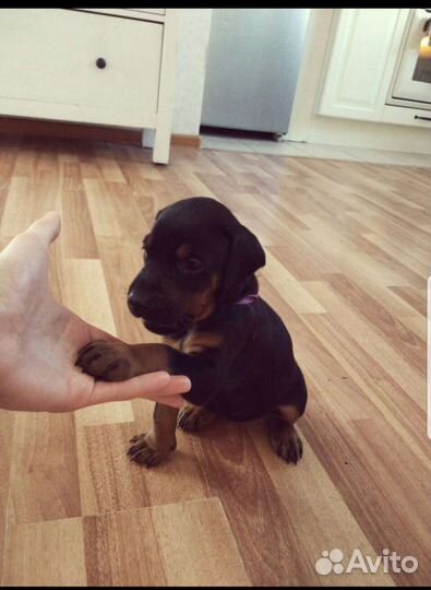 Доберман -прогулка,знакомство с породой,фотосессия