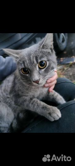 Котенок 5 мес Тимошка ищет семью