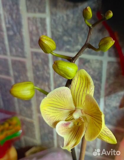 Орхидея биг лип