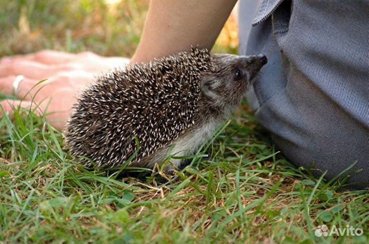 Ежики европейские