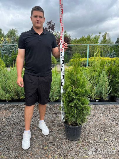 Туя Cмарагд оптом и в розницу