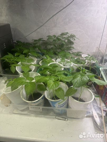 Рассада острого перца