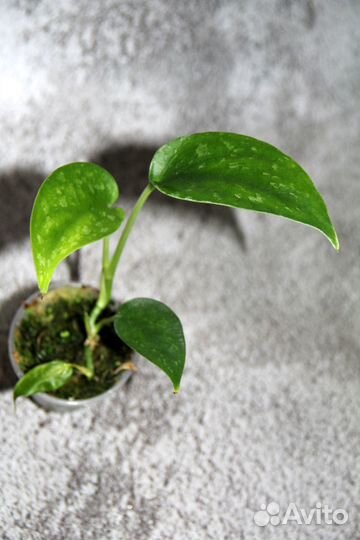 Сциндапсусы и эпипремнумы 7 сортов от 200