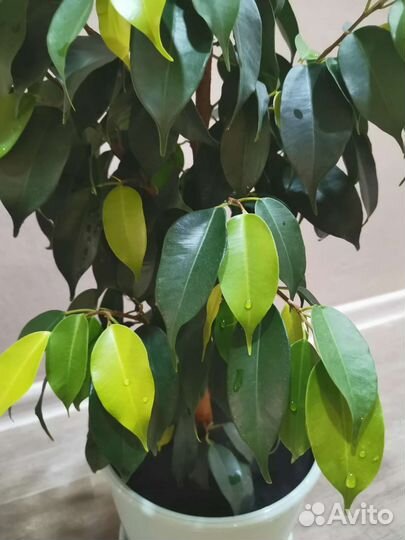Фикус бенджамина