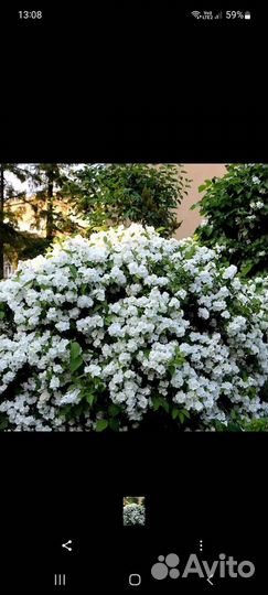 Жасмин садовый