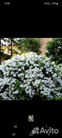 Жасмин садовый