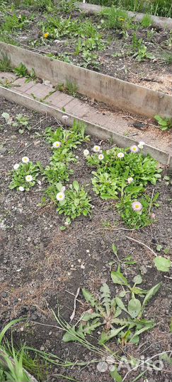 Маргаритки садовые, ландыши садовые