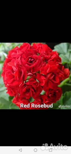 Пеларгония