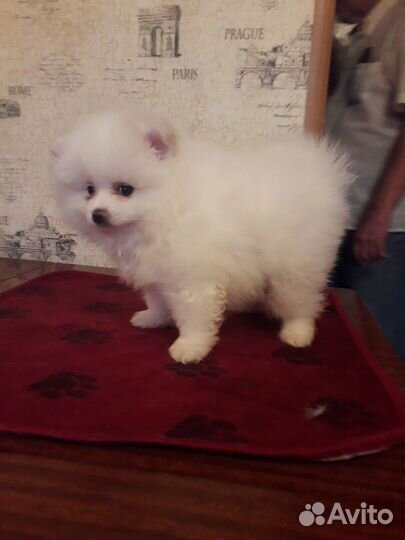 Продаю клубных щенков