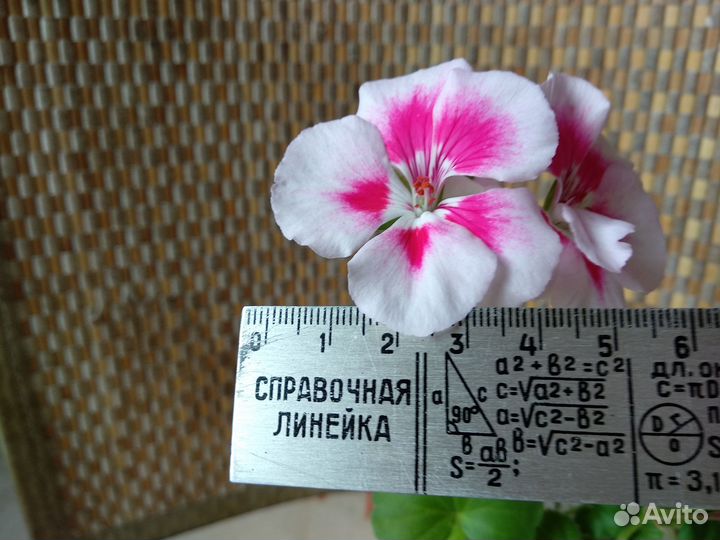 Герань