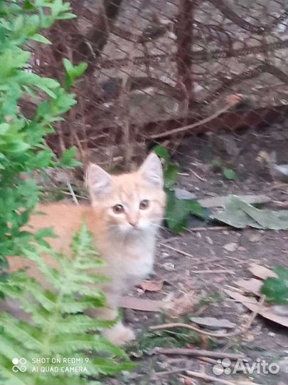 Кошка в дар бесплатно