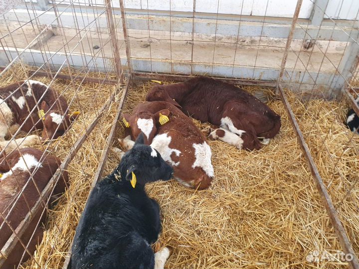 Телята бычки тёлки доставка бесплатно