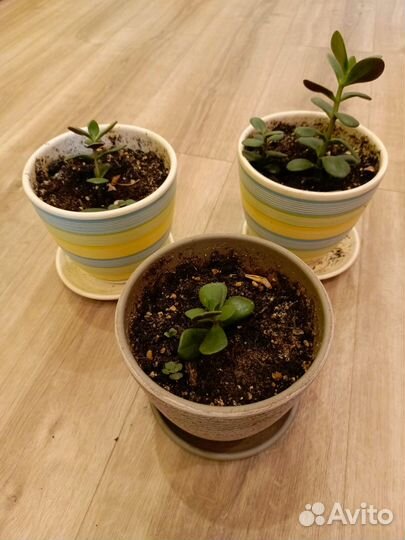 Красула толстянка (денежное дерево)