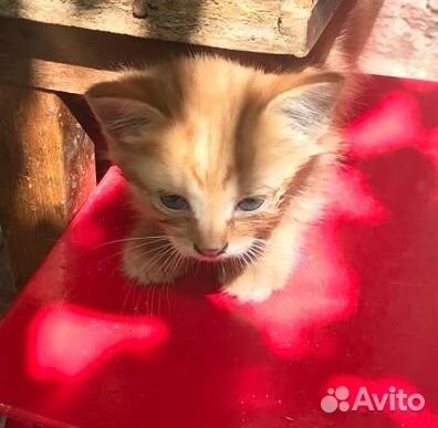 Котята месячные