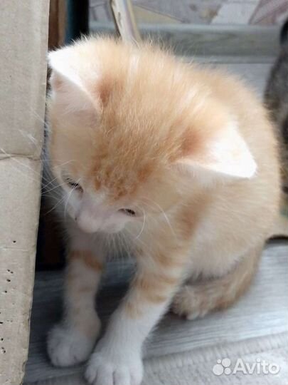 Котенок трёхцветный и рыжий отдам