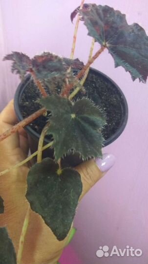 Бегонии и Пеперомии