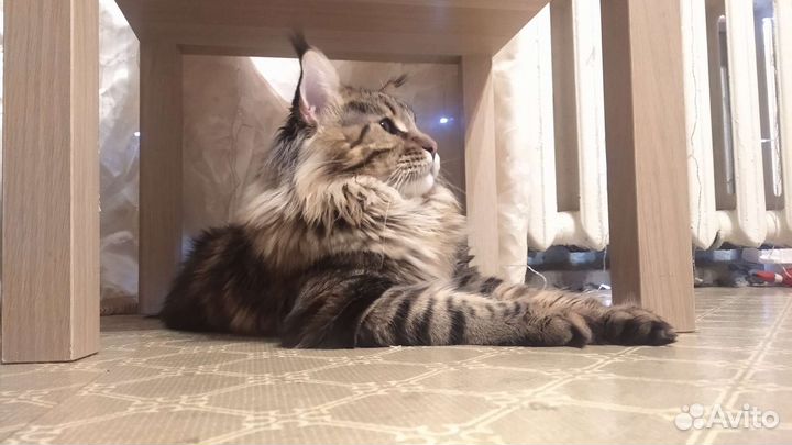 Вязка Мейн-Кун