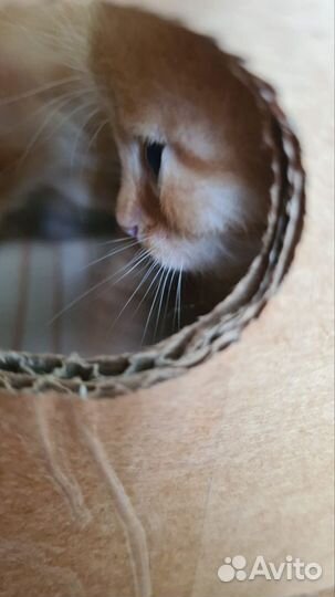 Кошки в добрые руки