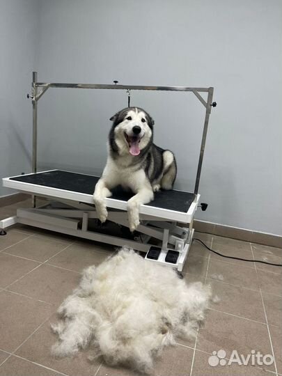 Груминг стрижка питомцев