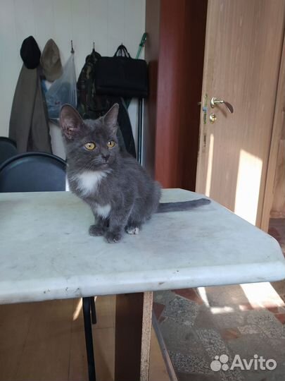 Кошки бесплатно