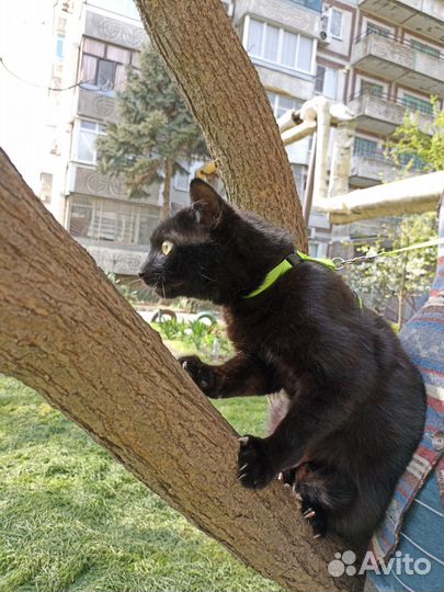 Кошка кот котята