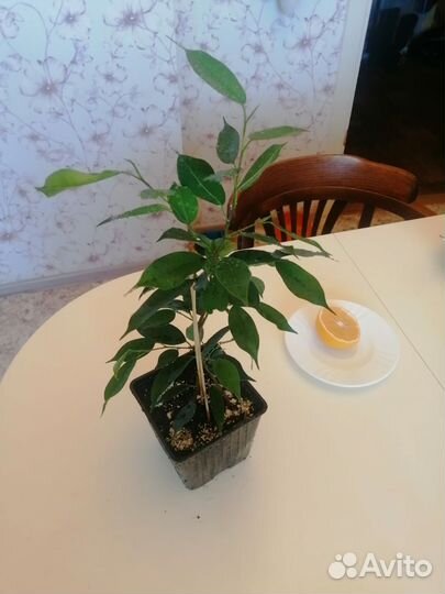 Домашние растения