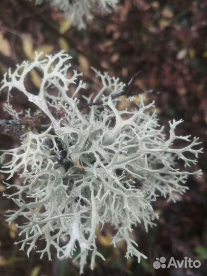 Исландский мох