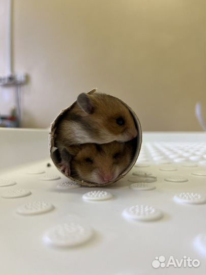 Сирийские хомячки малыши