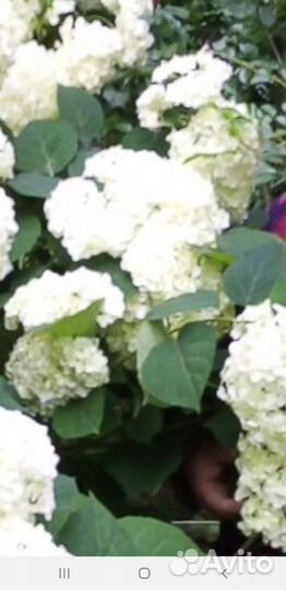 Гортензия белая шаровидная
