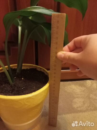 Эухарис, или амазонская лилия