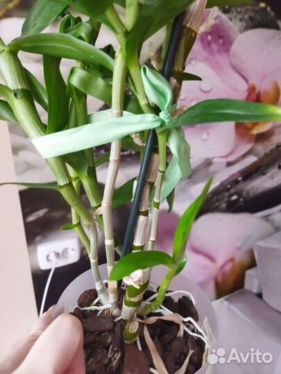 Дендробиум