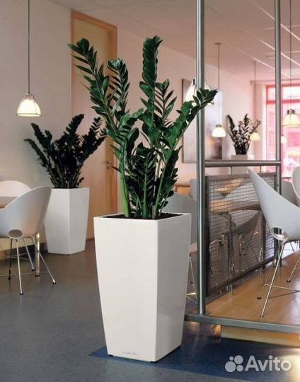 Замиокулькас высота от 100см