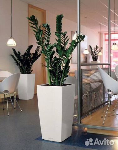 Замиокулькас высота от 100см