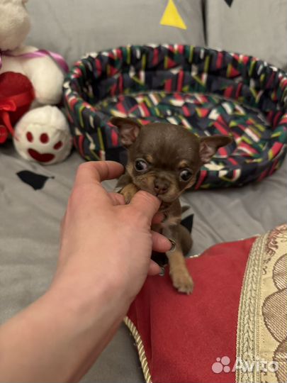 Чихуахуа мини шоколодная