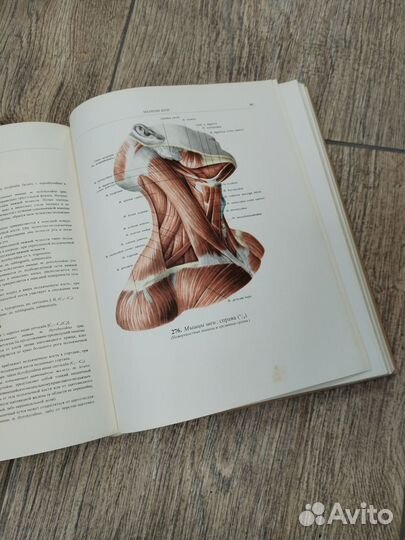 Атлас анатомии человека синельников