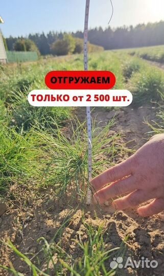 Саженцы сосны окс