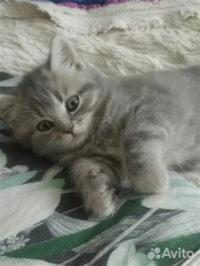 Котята-метисы