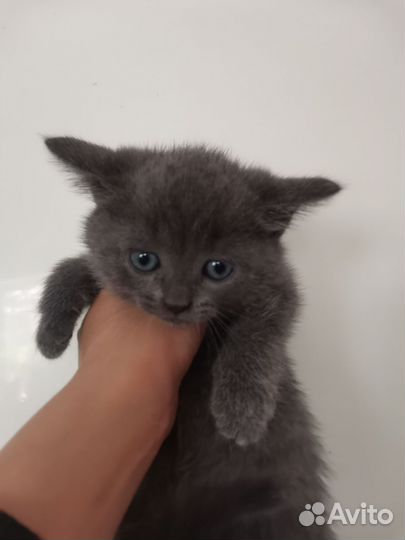 Котята 2 месяца