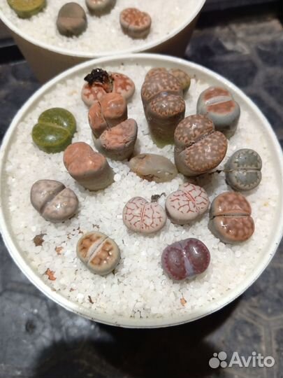 Литопсы, живые камни, композиция