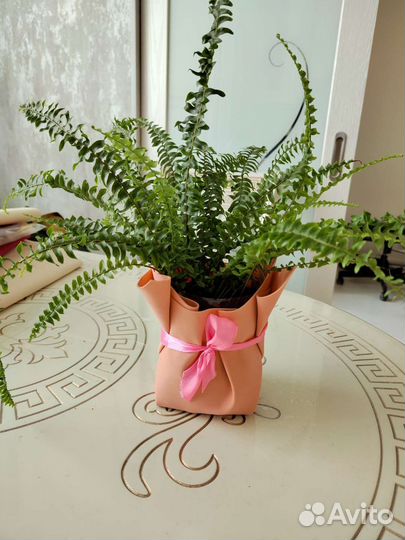 Папоротник нефролепис